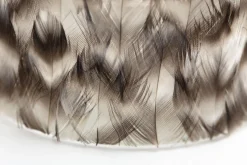 Hannigan, Photophore, Plumes, L