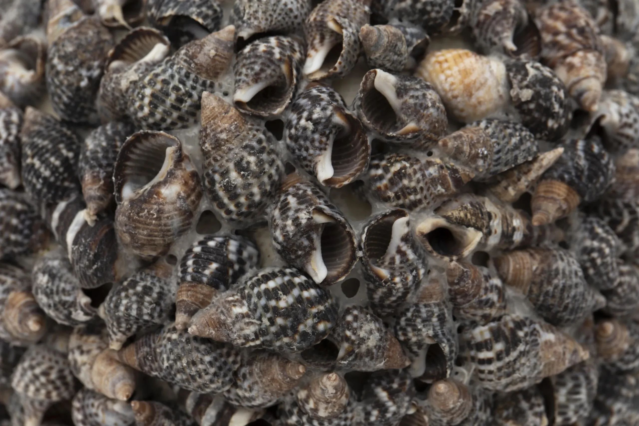 Maranza, Boule Deco, S