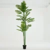 Palmier Areca, Plante