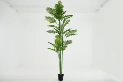 Palmier Areca, Plante