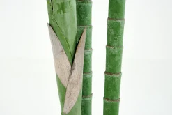 Palmier Areca, Plante