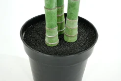 Palmier Areca, Plante