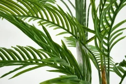 Palmier Areca, Plante