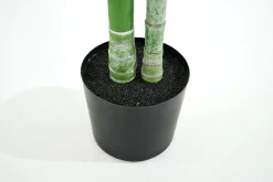 Palmier De Betel, Plante